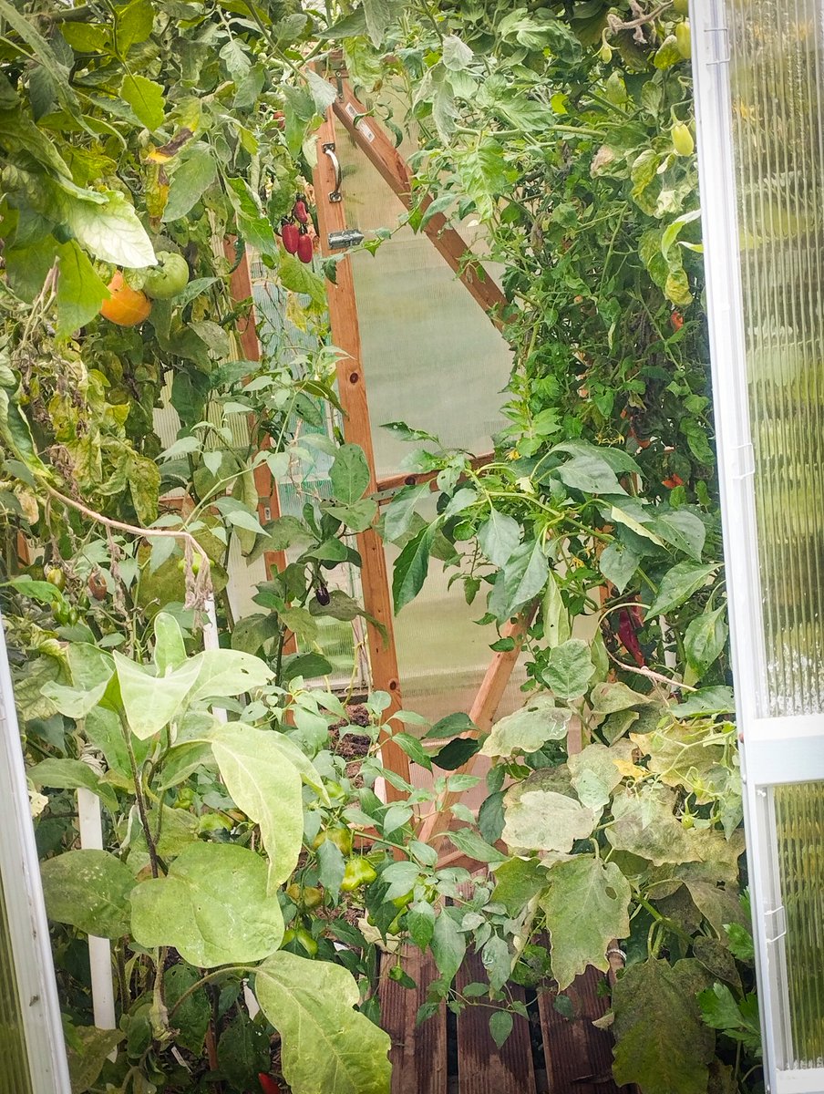 BecherZone's tweet image. Heute ist es wieder #aschkastengrau 🌫️ Aber, wie gesagt, ich hab Schreibkram wegen #MitNetz 😬

Moin Gemeinde 🙋🏻

Nur im überwucherten Gewächshaus ist es warm 🍅🌶️🥒