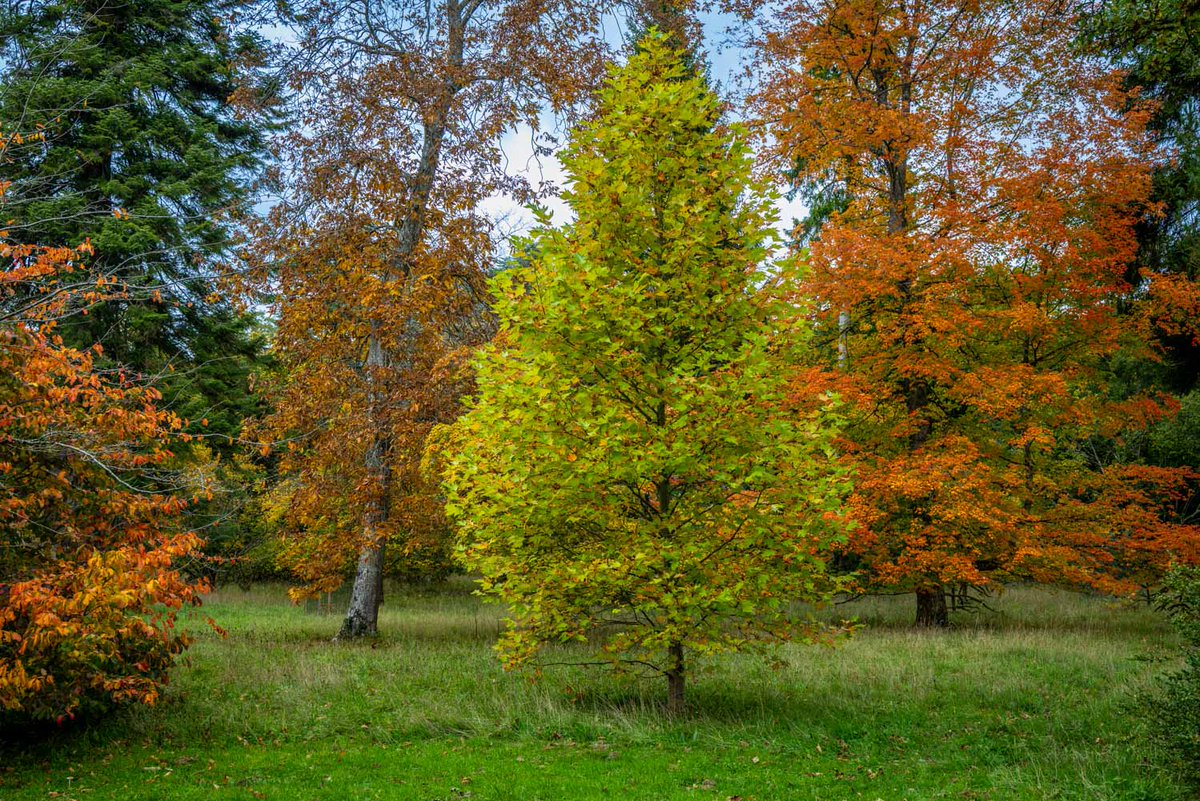 andrewswalks's tweet image. Autumn colours in Westonbirt Arboretum this week
