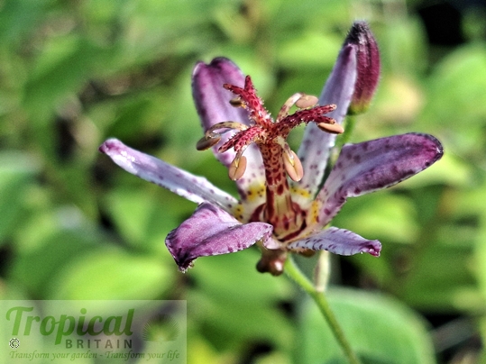 Tricyrtis formosana 'Adbane'