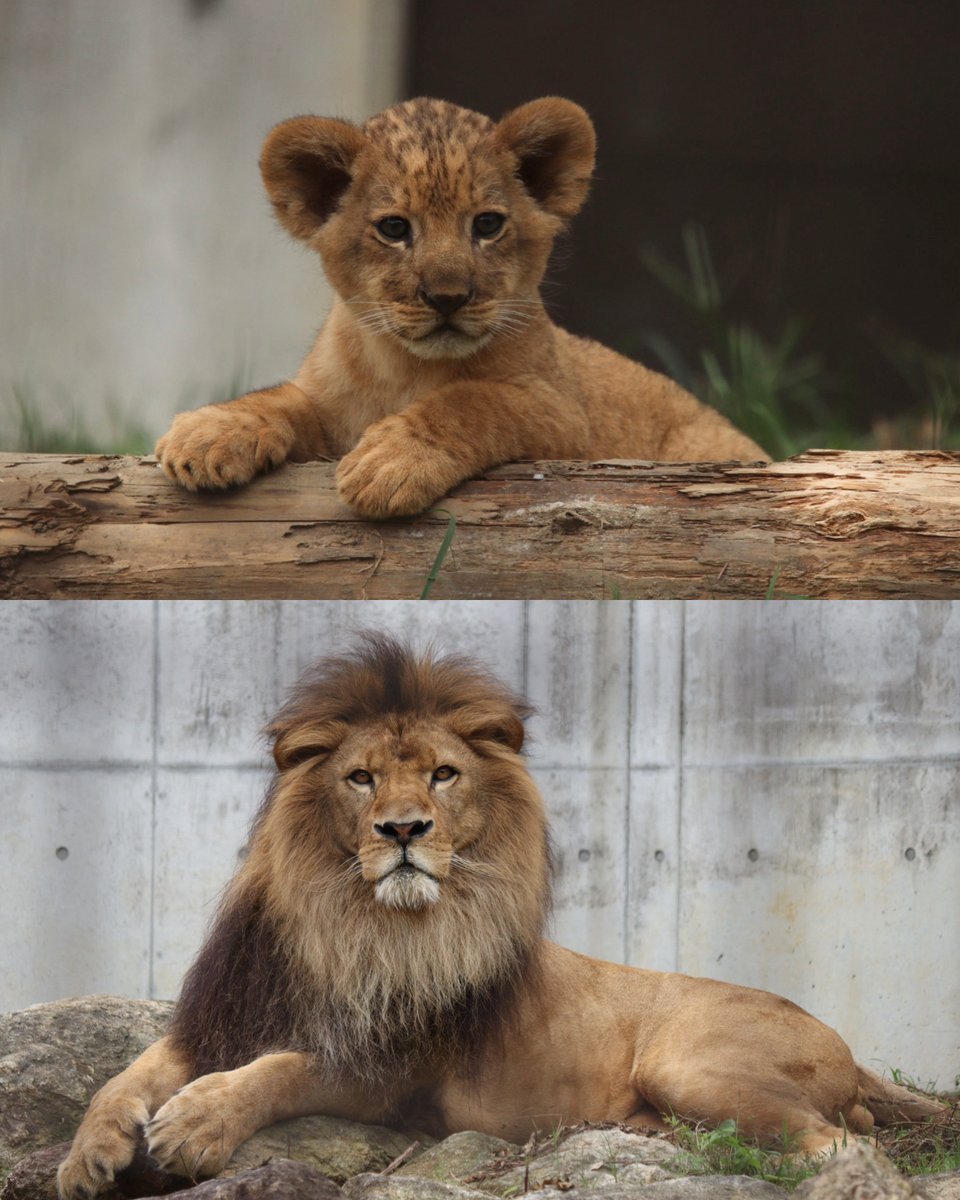 アースと同じポーズ🦁
これはイケライオンになりますね！

#のんほいパーク #豊橋総合動植物公園 
#ライオン #アース #ライオンの赤ちゃん