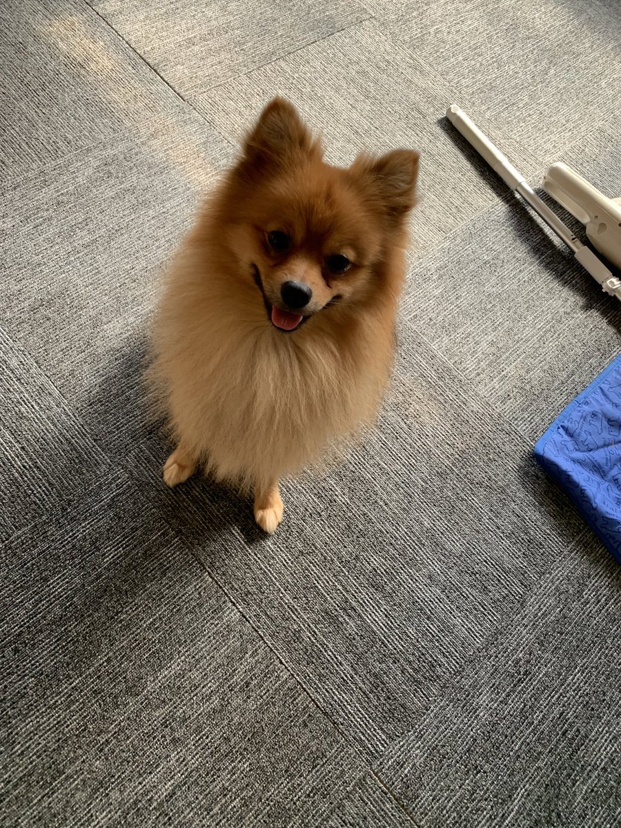 本日はオーナーの誕生日の為
17時頃に閉店予定でオープンしております🐕🎉
#IBSG