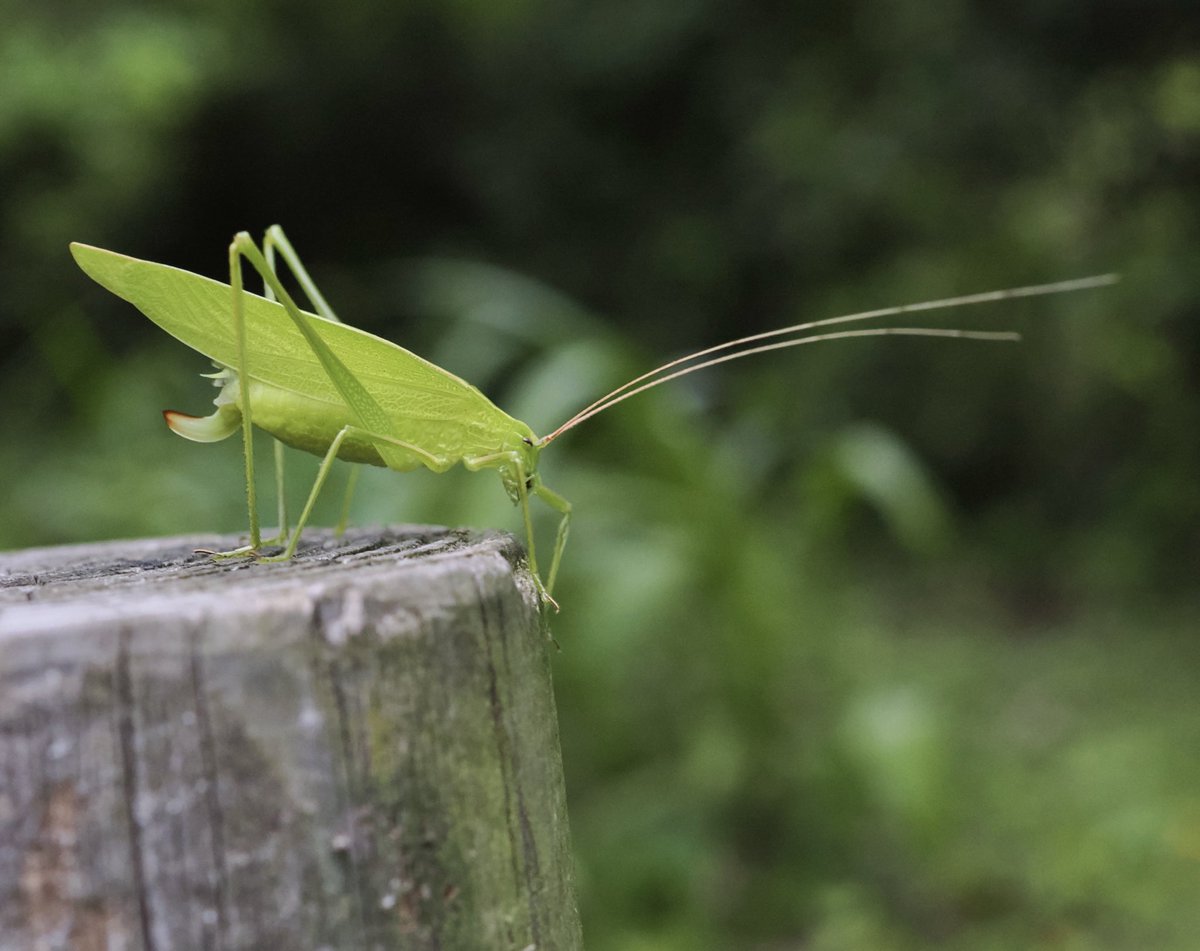 weaponshouwa's tweet image. エミール・ガレっぽいセスジツユムシ。
昔はアオマツムシなどいなかった…。