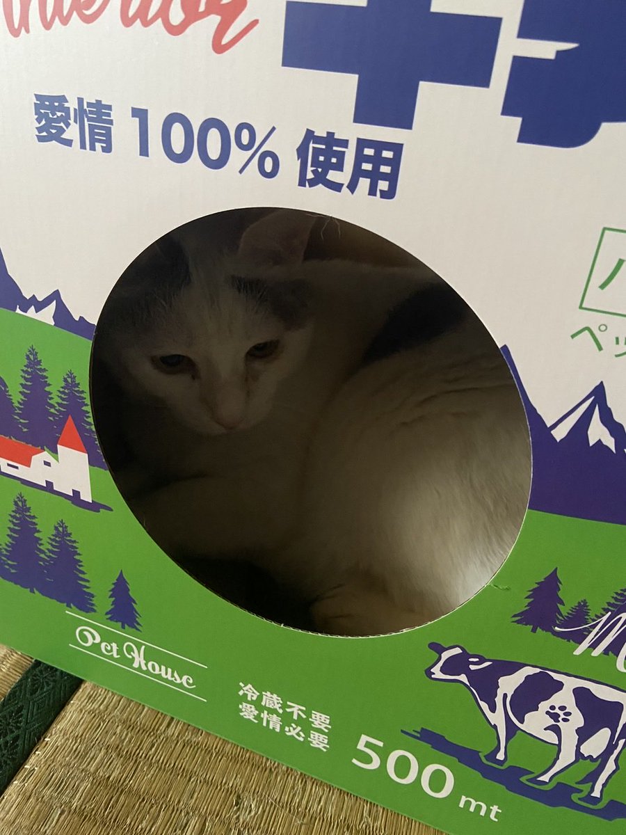 ayanya5's tweet photo. たまに入ってくれる
牛乳パックの爪とぎ
 #猫好きさんと繫がりたい
 #猫のいる暮らし https://t.co/RPi6syLJAr