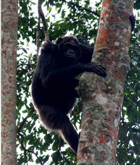 EscapeAdventur1's tweet photo. Uganda offers an unparalleled opportunity to trek and observe chimpanzees and mountain gorillas in their natural habitats. For booking contact us on escapeadventuretours@gmail.com or WhatsApp: +256773450092 https://t.co/SX8AGmtGCd