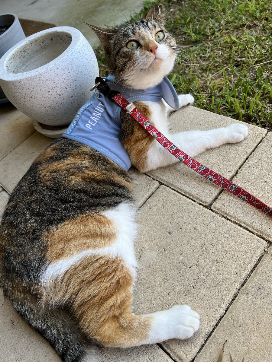 Mello 🦝💙🇦🇺 tweet media