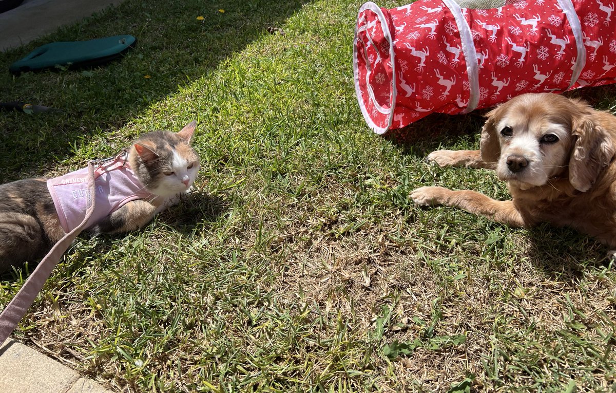 Mello 🦝💙🇦🇺 tweet media