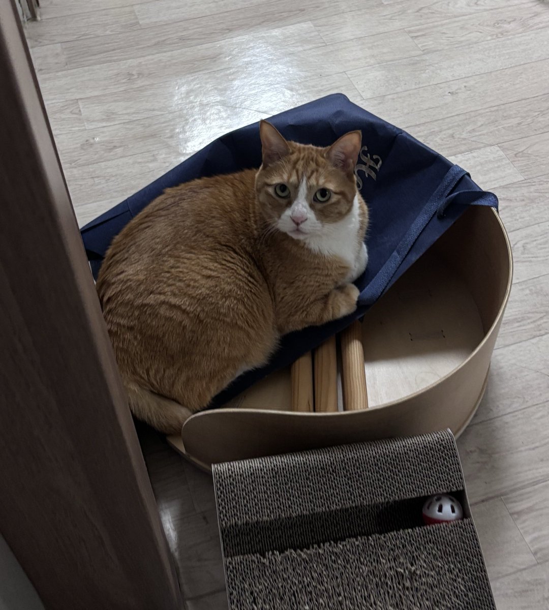 최근 근황 
고양이의 의지를 느꼈던걸까
구매자가 몸이 아프셔서 취소됨