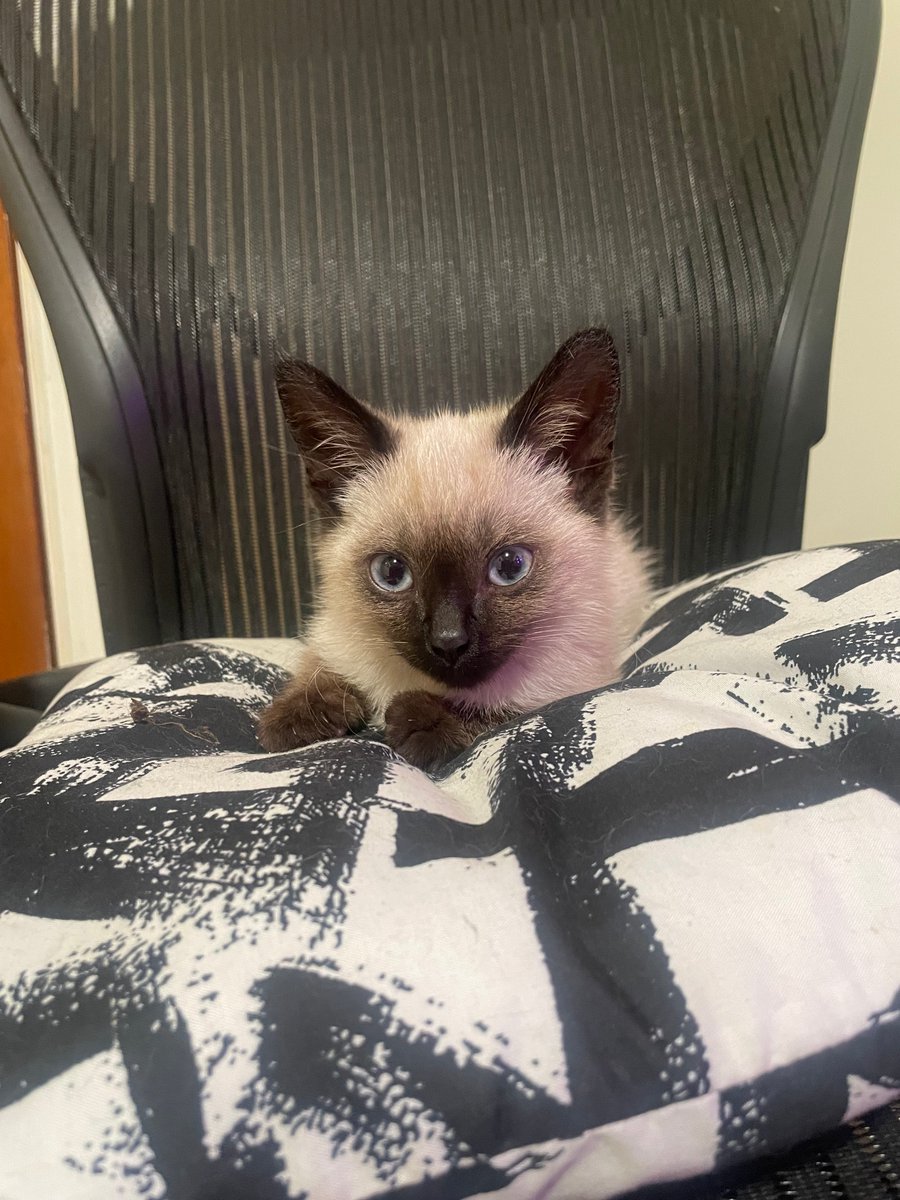 HackingBaseball's tweet image. I need help finding an internship/role so I can afford the fancy cat food.

I have a degree in data science, a certificate in business analytics, and have hacked on and shipped projects and products across various domains.

I love fast paced environments.

DMs open!

#opentowork