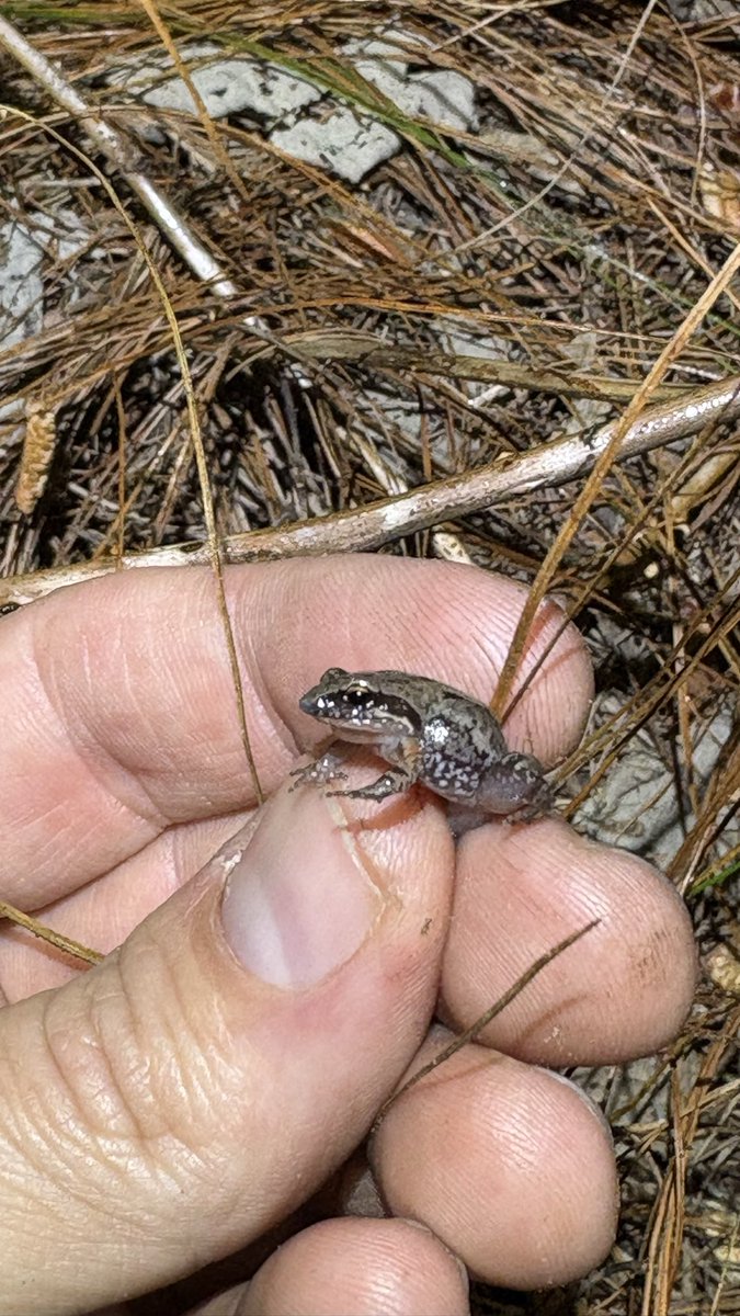Highly recommend driving 11 hours with your friends to find frogs.