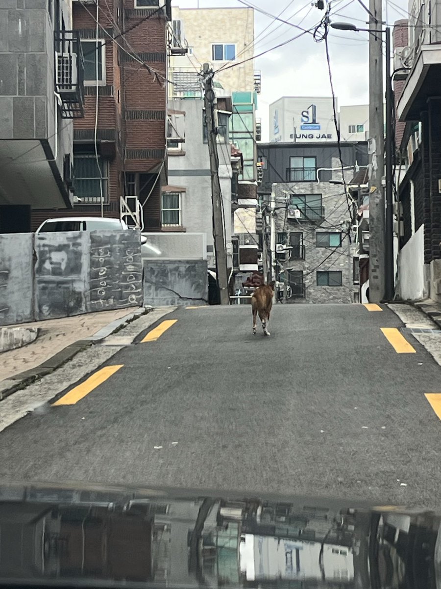 ⋆͛*͛ ͙͛시닙⋆͛*͛ ͙͛ tweet media