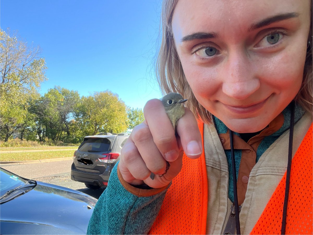 GreenIsWorn's tweet image. me and my little ruby crowned kinglet today