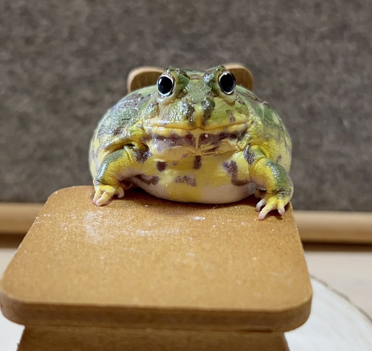 KiNaCoCham's tweet image. 可愛すぎるちくわ🐸
#チャコガエル
#Chacophrys
#Chikuwa