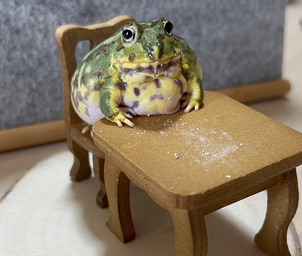 KiNaCoCham's tweet image. 可愛すぎるちくわ🐸
#チャコガエル
#Chacophrys
#Chikuwa