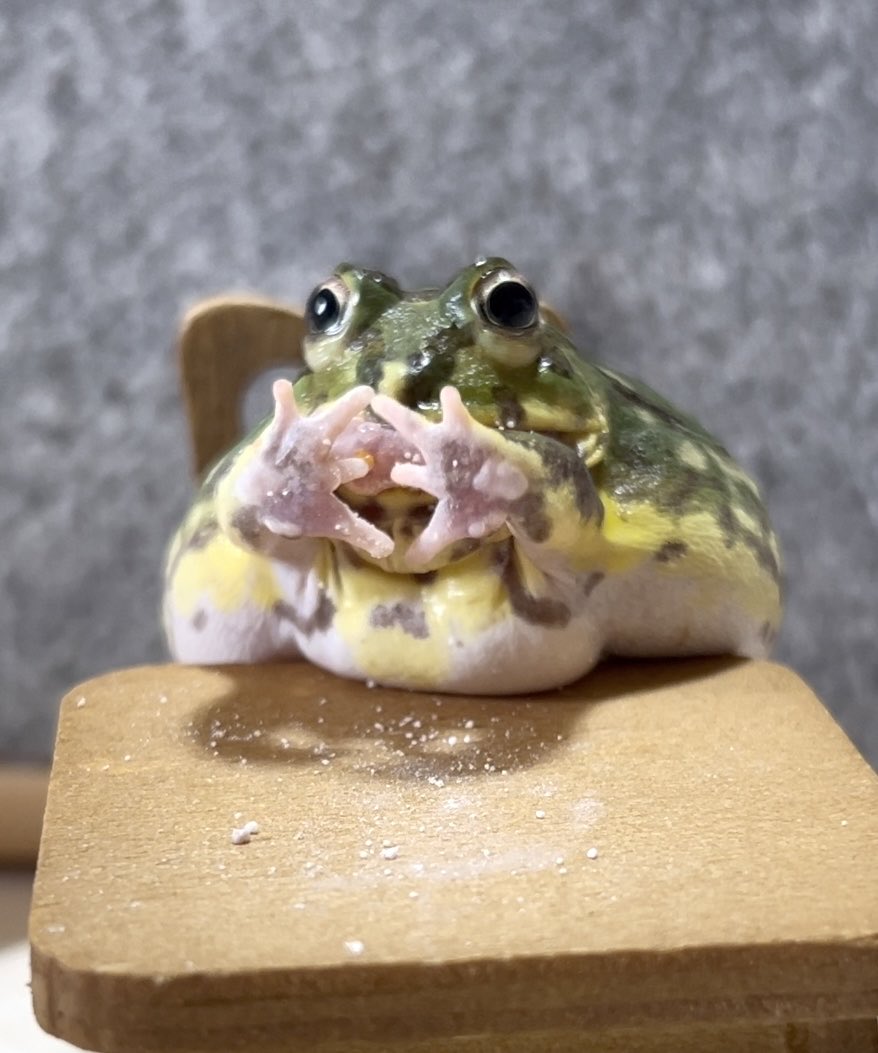 可愛すぎるちくわ🐸
#チャコガエル
#Chacophrys
#Chikuwa