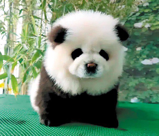 chowchow_bnb's tweet image. 松狮犬
松狮犬是抖音上最火的熊猫狗
Ca : 0x0eb5dcd031530507166e7f3ed0c97d70d9224444
Telegram : t.me/ChowChow_BNB
vt.tiktok.com/ZSUAjgUN7/
#BNB #bnb #Binance #fourmeme