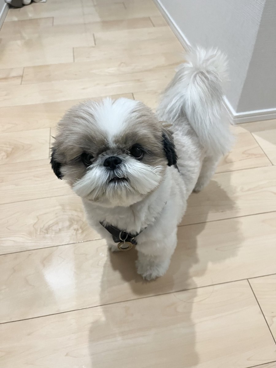 最近おさんぽ大好き健康犬🥳

👇モタモタ準備している人間に圧をかけてくれています