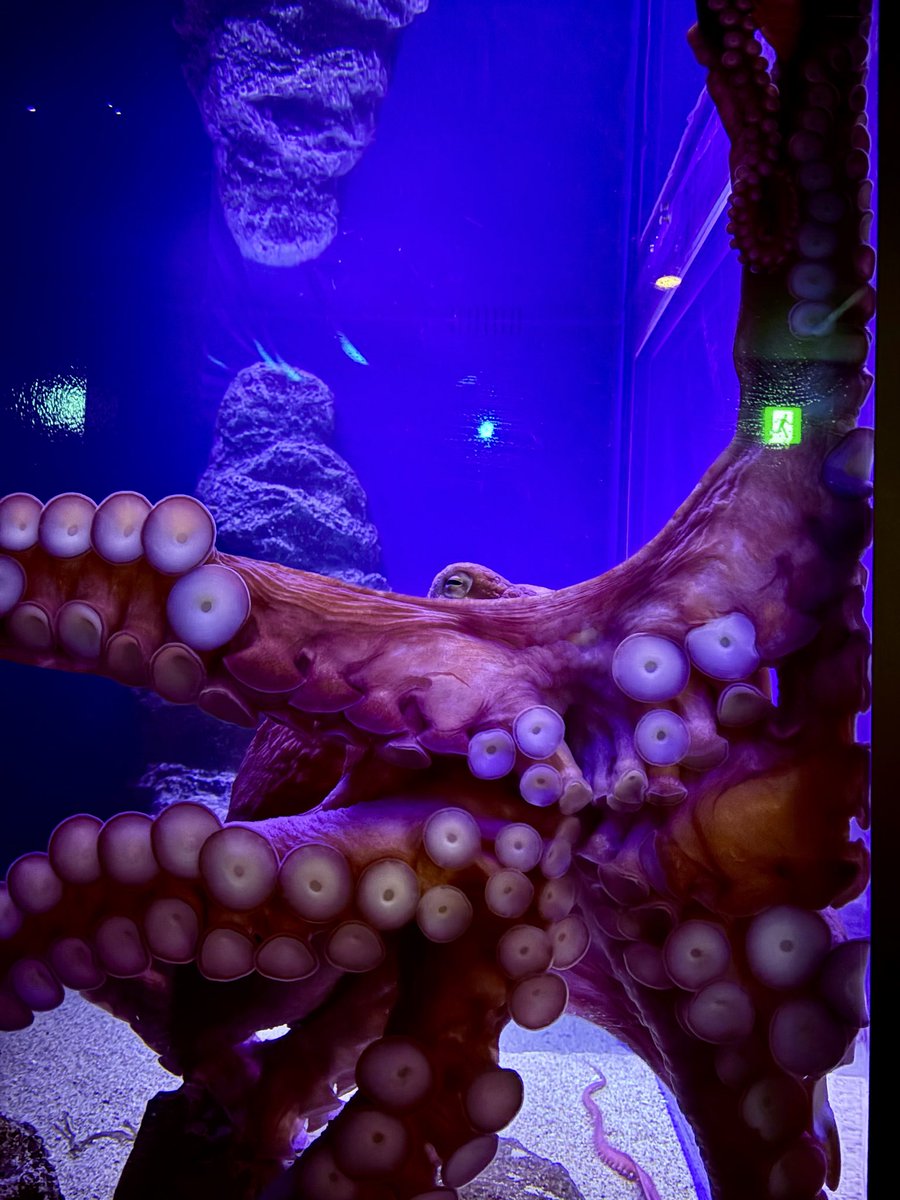 POP_animal_LOVE's tweet image. お祝いの言葉みんなありがとうございます✨

当日はゴジラと江ノ島堪能できました😆
しばらく江ノ島投稿続くと思います

ミズダコからのファンサえぐかったから後で共有させて🐙🥰
#新江ノ島水族館