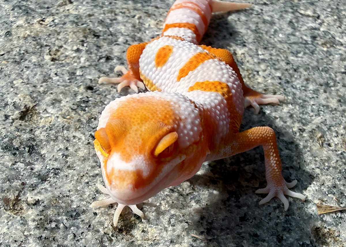 Aaron Jousiffe tweet media