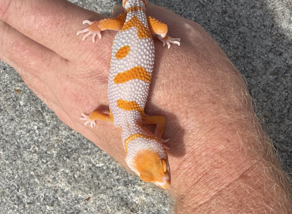 Aaron Jousiffe tweet media