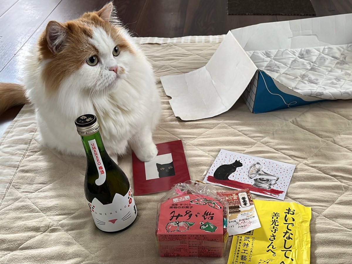 boku_okaki's tweet image. おかきちゃんもいい子にお留守番しててくれてありがとう🥰

#湯田中温泉 
#ぼくおかき #ミヌエット #短足 #猫 #ねこのいる生活 #もふねこ #猫好きさんと繋がりたい