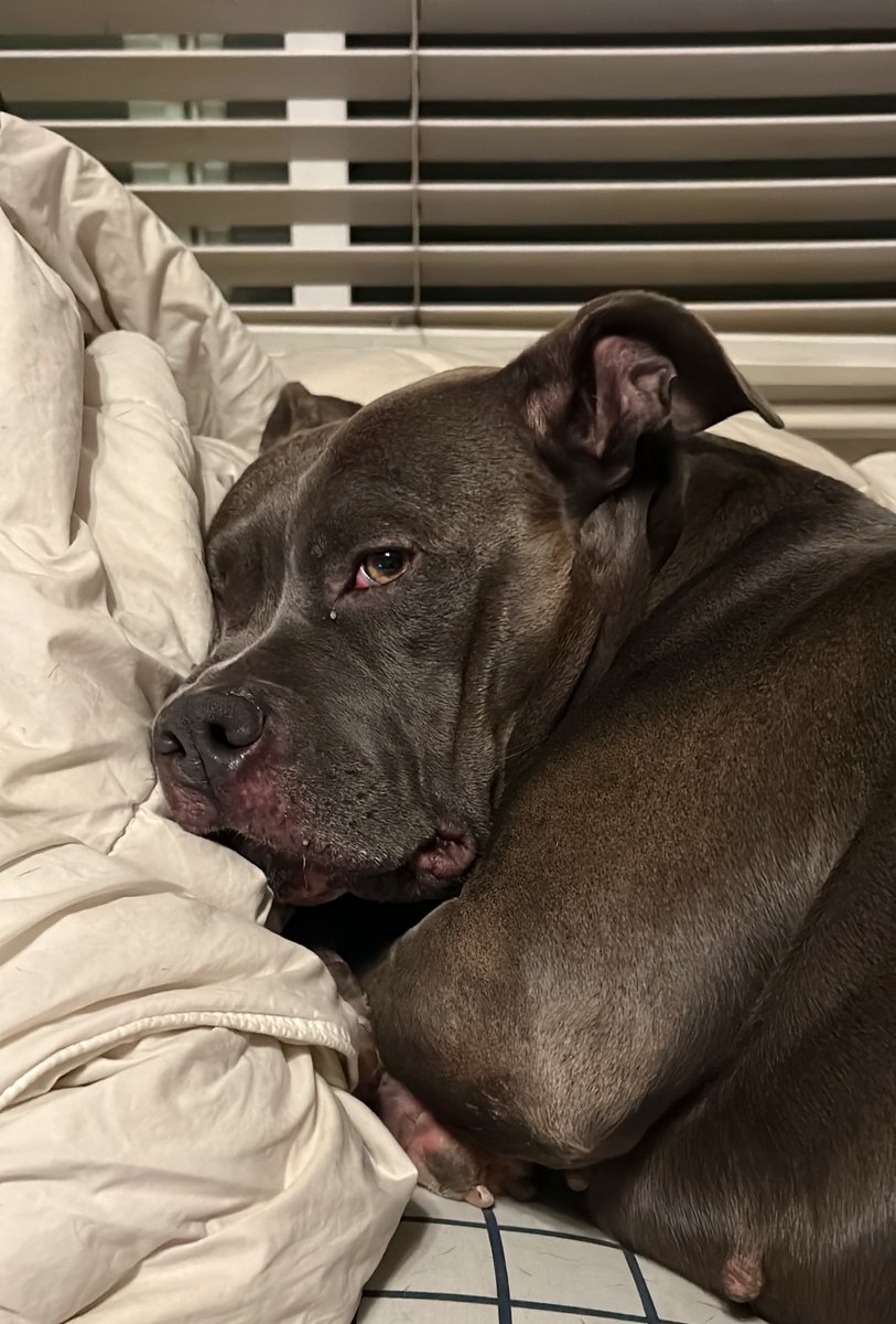 ajfalcon411's tweet image. She’s in a mood #SaturdayVibes #Doja #Xdogs