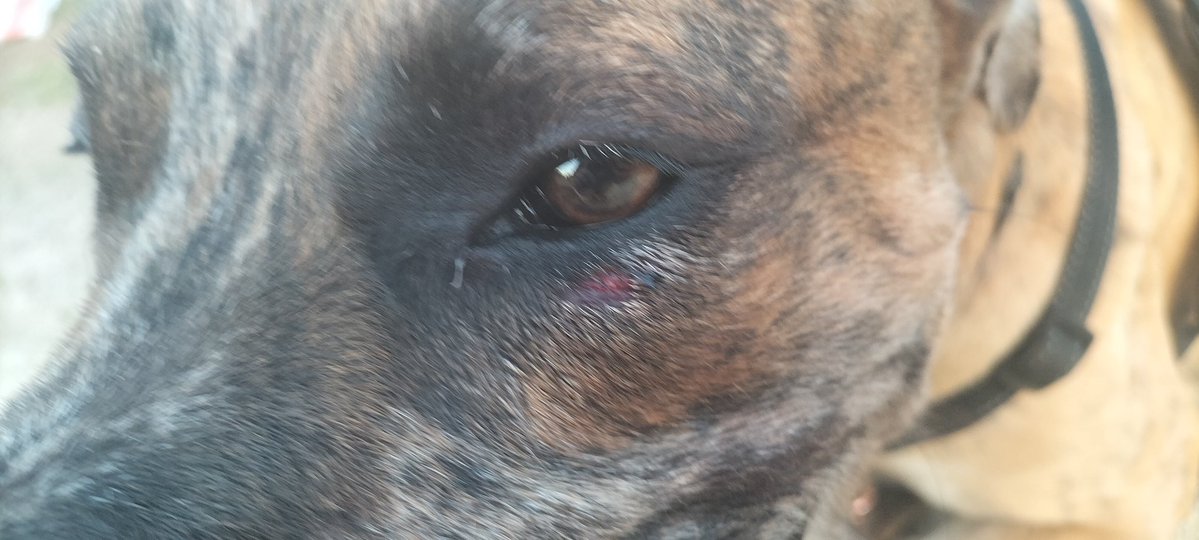 AndredAndraste's tweet image. 2/2 bedsides the technology fuckery this week my partner &amp;amp; I were both nearly in serious accidents @ same time, diff locations. We were then Attacked by a large Billy goat, which was taken out by my giant protective beasty. We pray daily for protection. Protection given #faith
