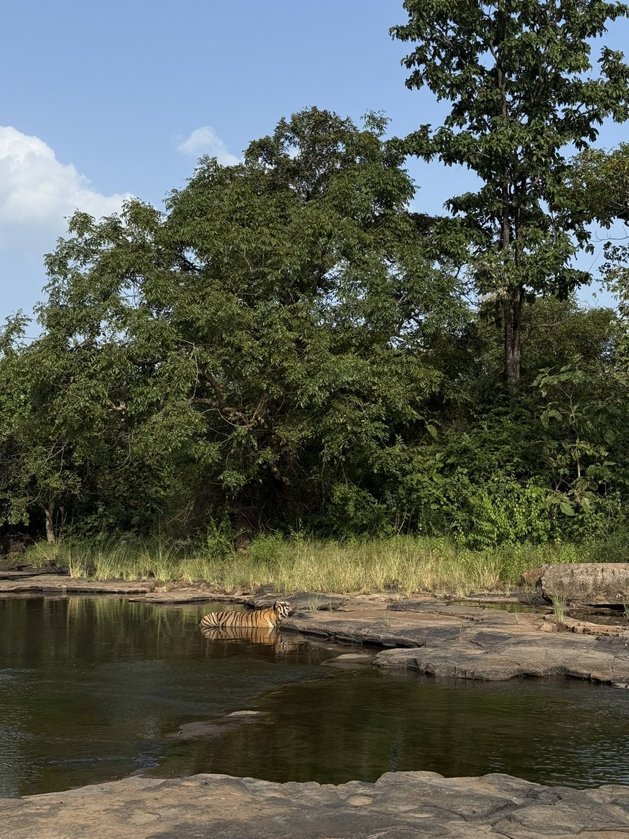 trikansh_sharma's tweet image. A beautiful landscape of Panna Tiger Reserve with a sleeping Tiger.