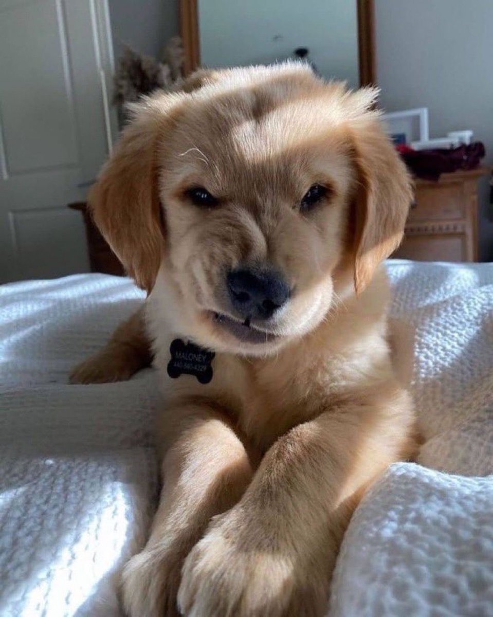 contextdogs's tweet image. 