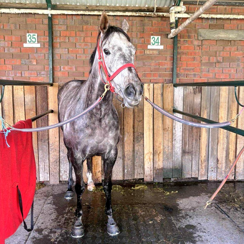 TrinderAdam's tweet image. A narrow but impressive maiden win today by Snow Maiden (4m Frosted x Dothraki Princess) in today's 1200m Maiden in Launceston!

Congrats to Rob Schaeche and connections as #Winter takes home a #Tasbred bonus and has now earned over $47k with that win! Thanks @Ericabyrne_1!