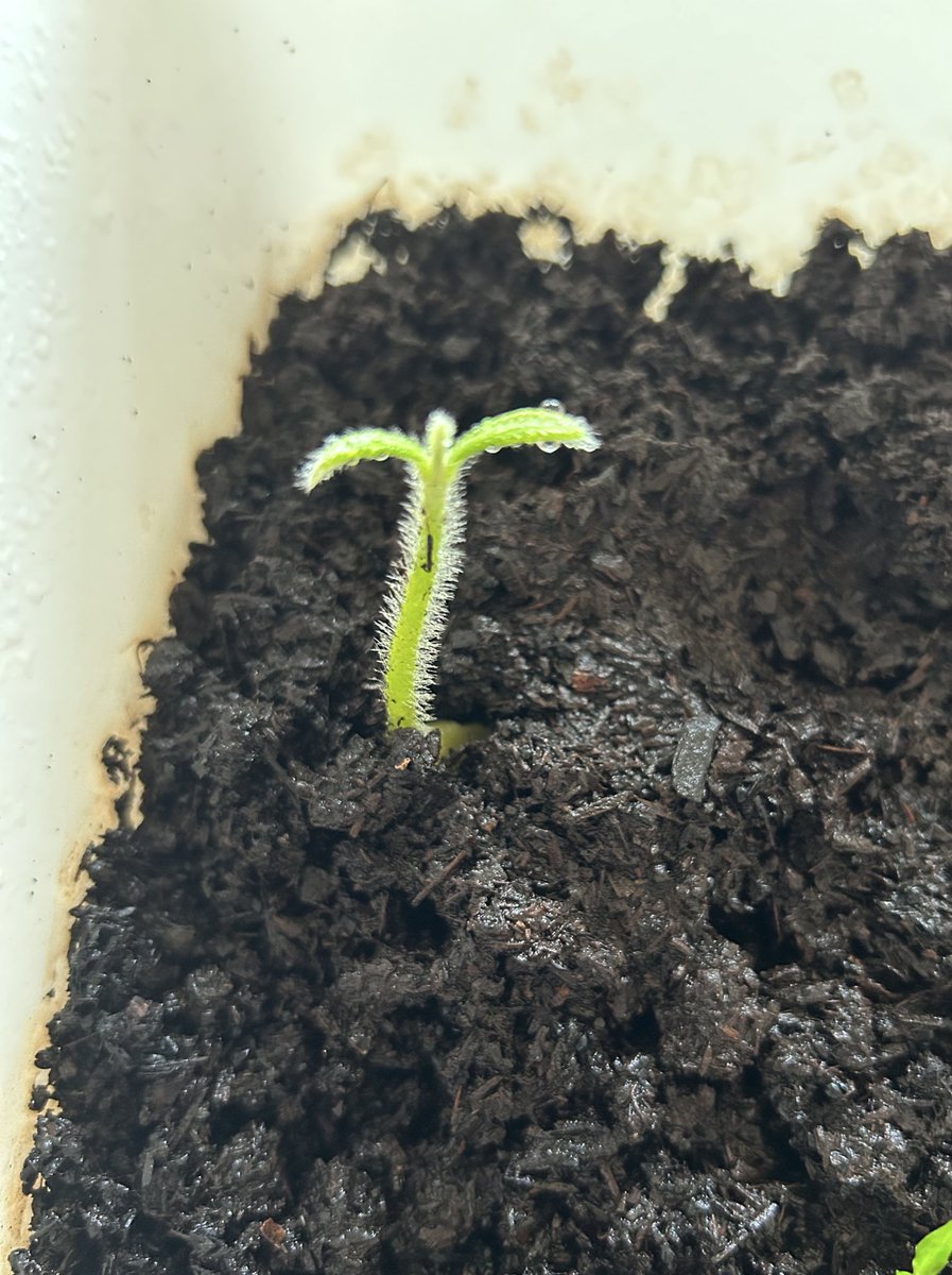 以下是我跟女鵝的對話
我：妳看黃金果長出來的欸！
女：對啊！好多毛喔！
女：每個人的身上都有毛毛（唱）
我：⋯⋯⋯⋯（這孩子怎麼了🤦）