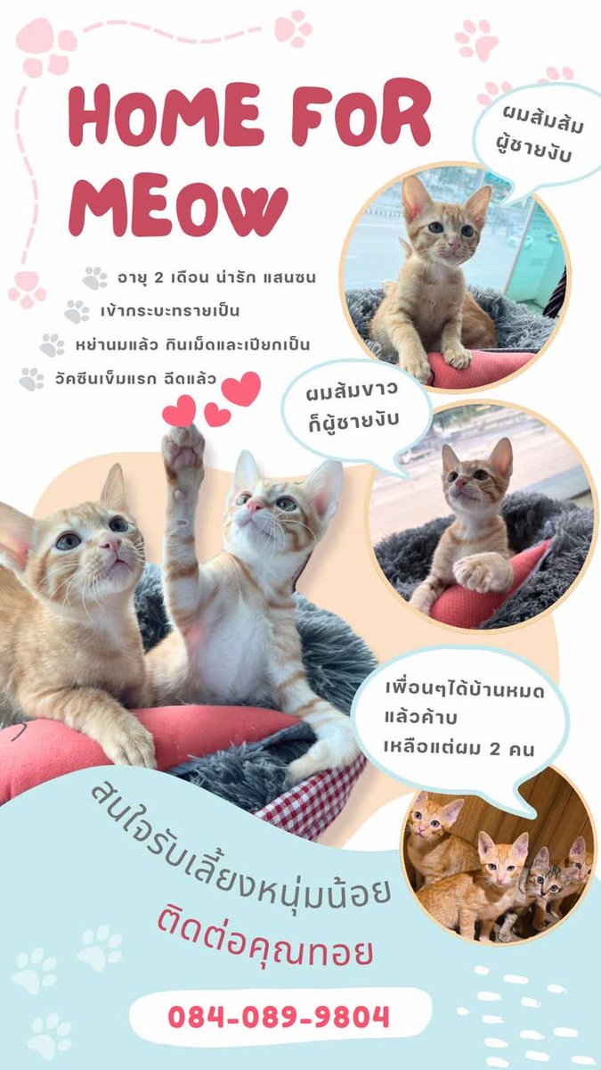 CatsterClub's tweet image. 🏡 หาบ้านให้น้องแมว 🏡
ใครสนใจรับดูแลติดต่อหาเจ้าของได้เลยนะคะ หรือ ช่วยกันรีกระจายข่าวก็ได้ค่ะ มาช่วยกันหาบ้านอันอบอุ่นให้น้องกันนะคะ