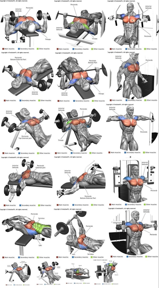 aesthetics_way's tweet photo. Complete chest targeting workout https://t.co/3bp7iBQdQ8