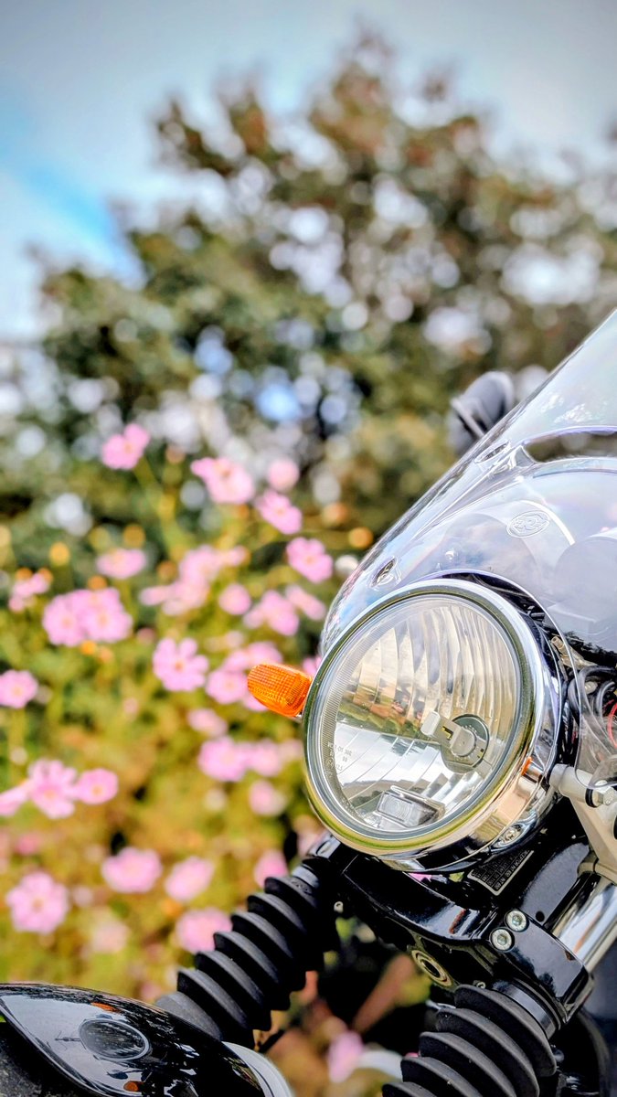 ゲコぞん tweet media