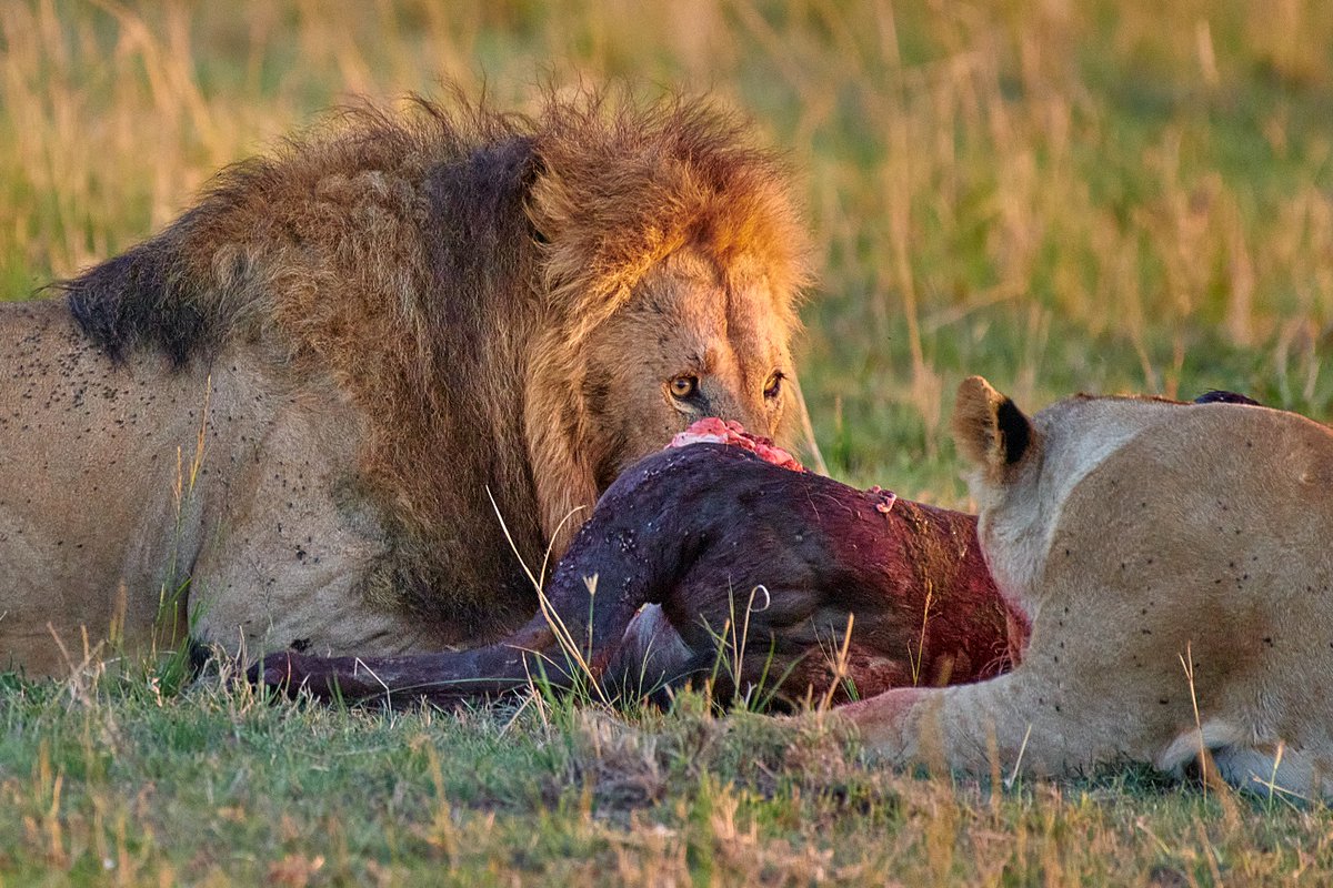 bownaankamal's tweet photo. Osupuk with his meal with Topi Girls | Masai Mara | Kenya | Oct 2023

Photo by @bownaankamal
.
.
#osapuk #majestic_wildlife_ #exploringtheglobe #ilovenature #wildlifeaddicts #salasboys #bigcatswildlife #master_shots #animals_in_world #wildlifeplanet #ourplanetdaily #nature_brilliance #nikonbelgium #bigfive #natureaddict #nikonindia #nature_perfection #earthcapture #predator #realnature #big_shotz #animalkingdom #lion #masaimara #lionsoofmasaimara #bownaankamal #savelions #thelionking #protectwildlife
