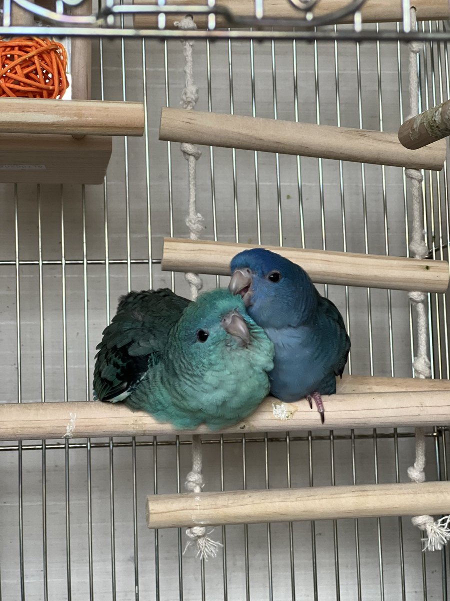 Animal_Life2022's tweet photo. 先月お迎えしたサザナミインコちゃん達、だいぶ慣れてきて可愛い🦜 https://t.co/PYx4v8PZni
