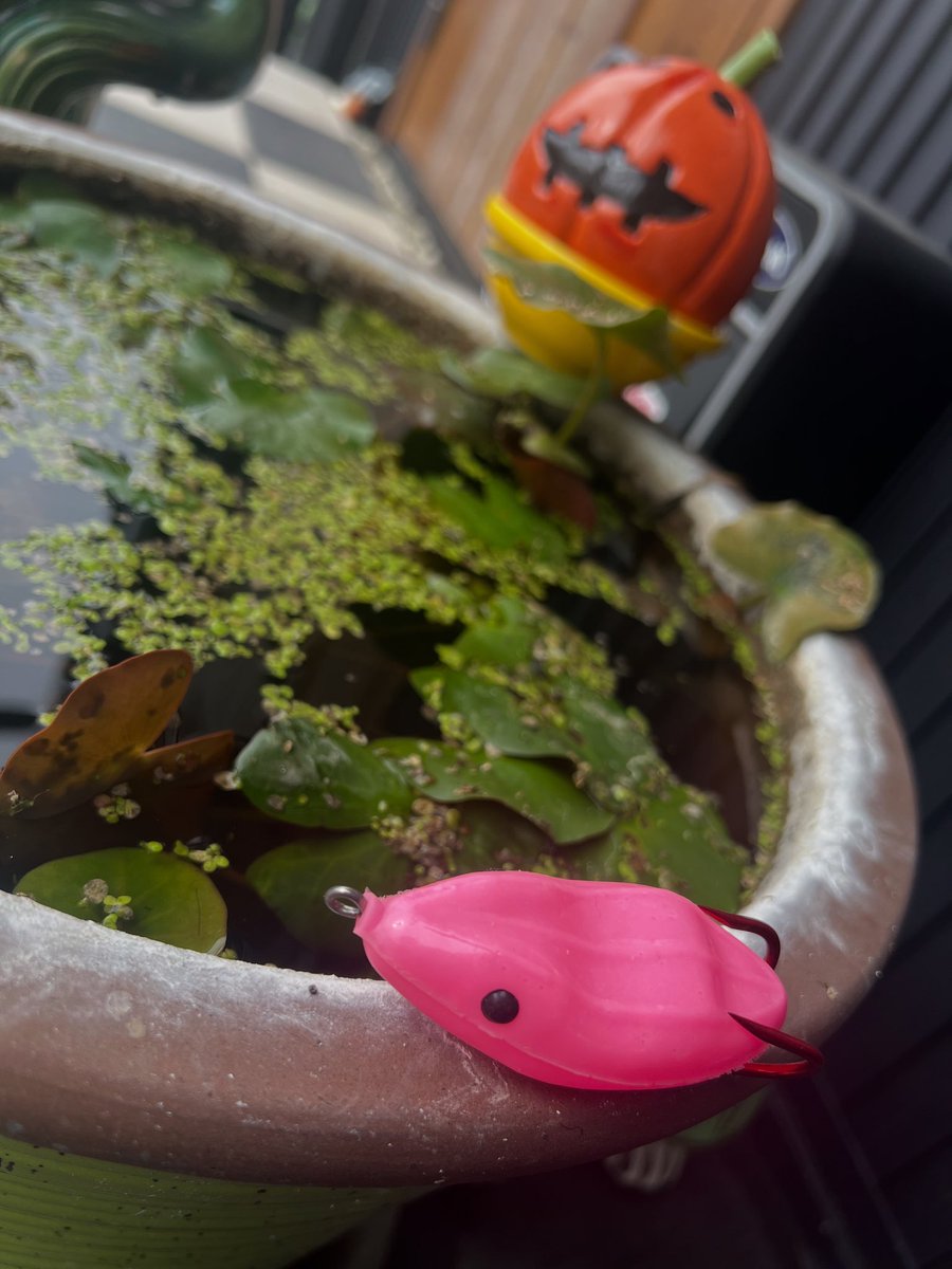 ExtremeFrog's tweet photo. もうそろハロウィン🎃 https://t.co/JM0GqekEqD
