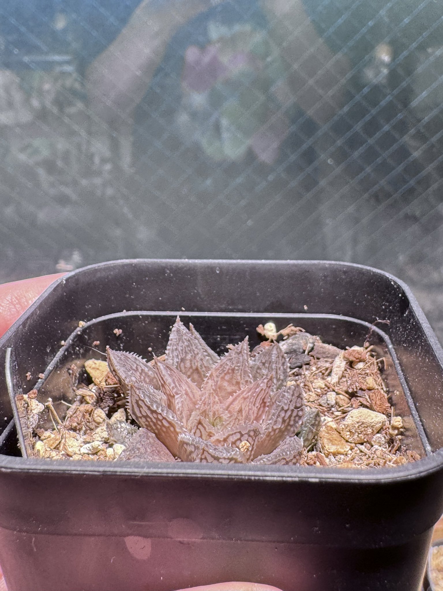 ハオルチア⭐️ナイルの一滴⭐️極美苗　美品　発根済み。 m69491402494_1.jpg?1651304319