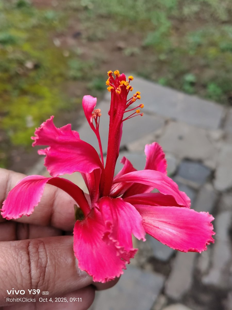 ROHITKUMBHOJKAR's tweet photo. The Colour Combination.
The Appearance
Expect is to Ours what Accept is to Others.
#FlowerSpeaking
#RohitKClicks https://t.co/TdEvVDtnt1