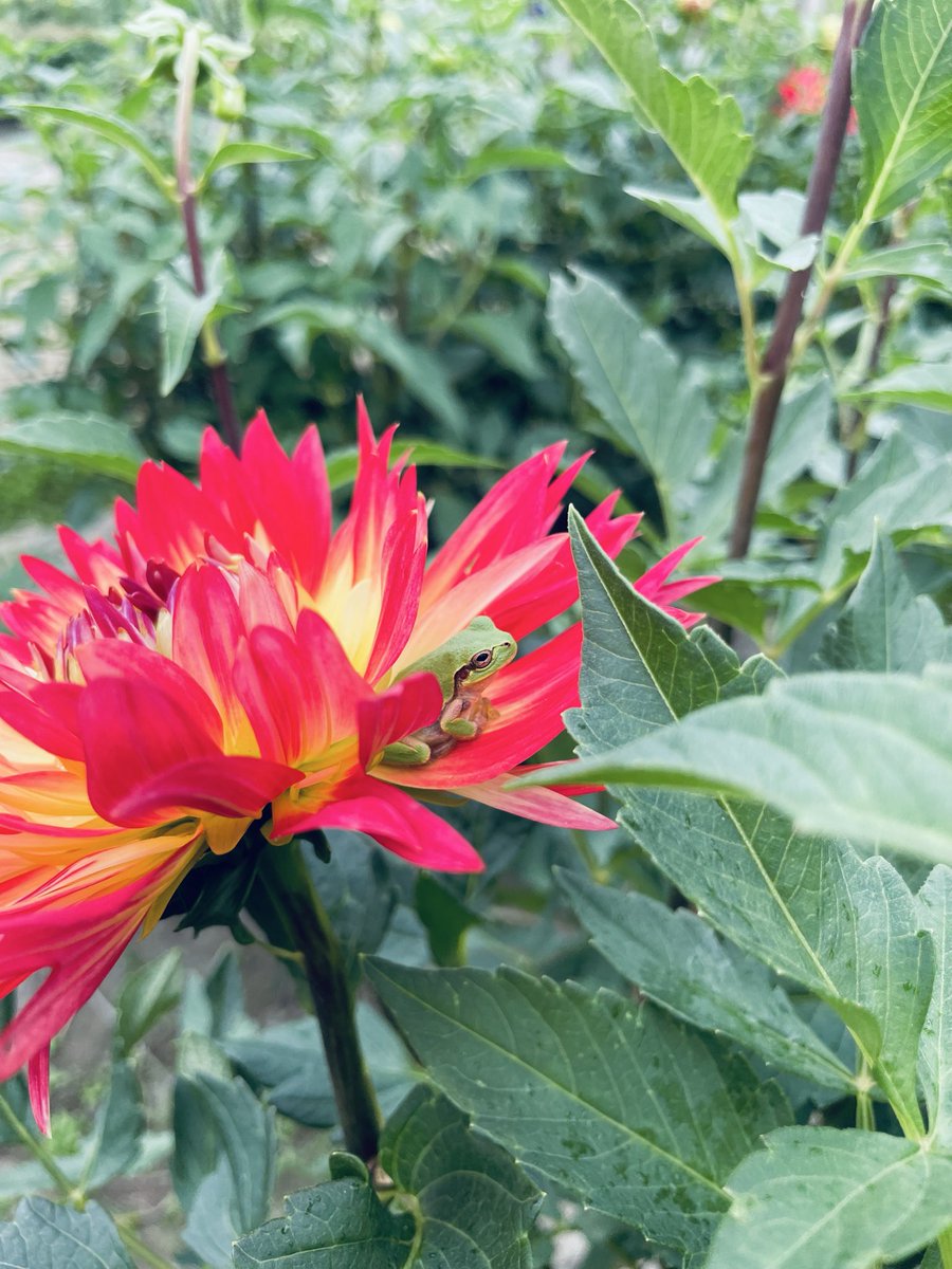 仲間？🌷🌼🌸🐸

#おひげのポン
#ロドリゲス
<a href="/OhigenoPON/">おひげのポン🎉 7/19-9/28 しながわ水族館コラボ</a> 
<a href="/Barnardradio/">バーナード / Barnard Vlog</a>