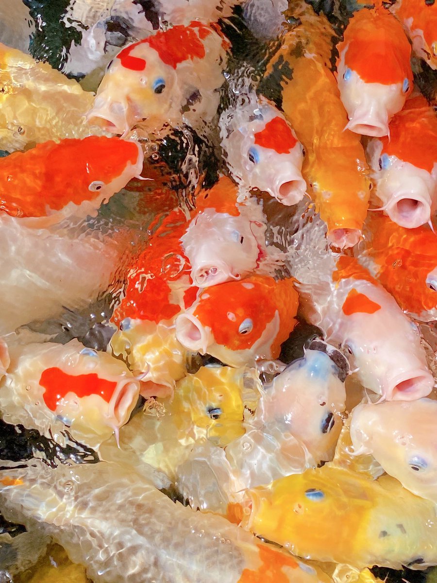 0611_HONEY's tweet image. 現場帰り
鯉と戯れる
ヤギさんと戯れる体力は残ってなかったから、また今度ね🐐
#茨木市 #大阪 #関西 #the Farm UNIVERSAL #鯉 #カフェ #植物園 #植物 #花屋 #雑貨 #花 #園芸