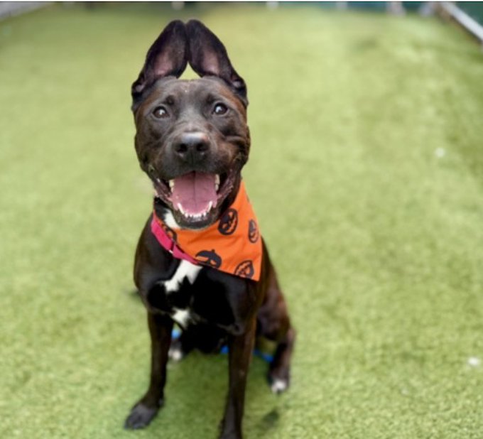 Char Bolen (@charbolen) on Twitter photo SAVE BEAUTIFUL ZORRO ON KILL COMMAND
NYCACC 🆘⚠️🆘 FOSTER DESPERATELY NEEDED!!
#231317 3yr old Boy 🆘 Scared by fireworks while
on walk now afraid to leave his cage 💔 Otherwise
he was fine!!
#RescueOnly 🆘 Adopt thru a New Hope Partner ⚠️
#Foster🆘 DM <a href="/CathyPolicky/">Cathy Policky</a> ⚠️🆘⚠️ SAVE BEAUTIFUL ZORRO ON KILL COMMAND
NYCACC 🆘⚠️🆘 FOSTER DESPERATELY NEEDED!!
#231317 3yr old Boy 🆘 Scared by fireworks while
on walk now afraid to leave his cage 💔 Otherwise
he was fine!!
#RescueOnly 🆘 Adopt thru a New Hope Partner ⚠️
#Foster🆘 DM <a href="/CathyPolicky/">Cathy Policky</a> ⚠️🆘⚠️