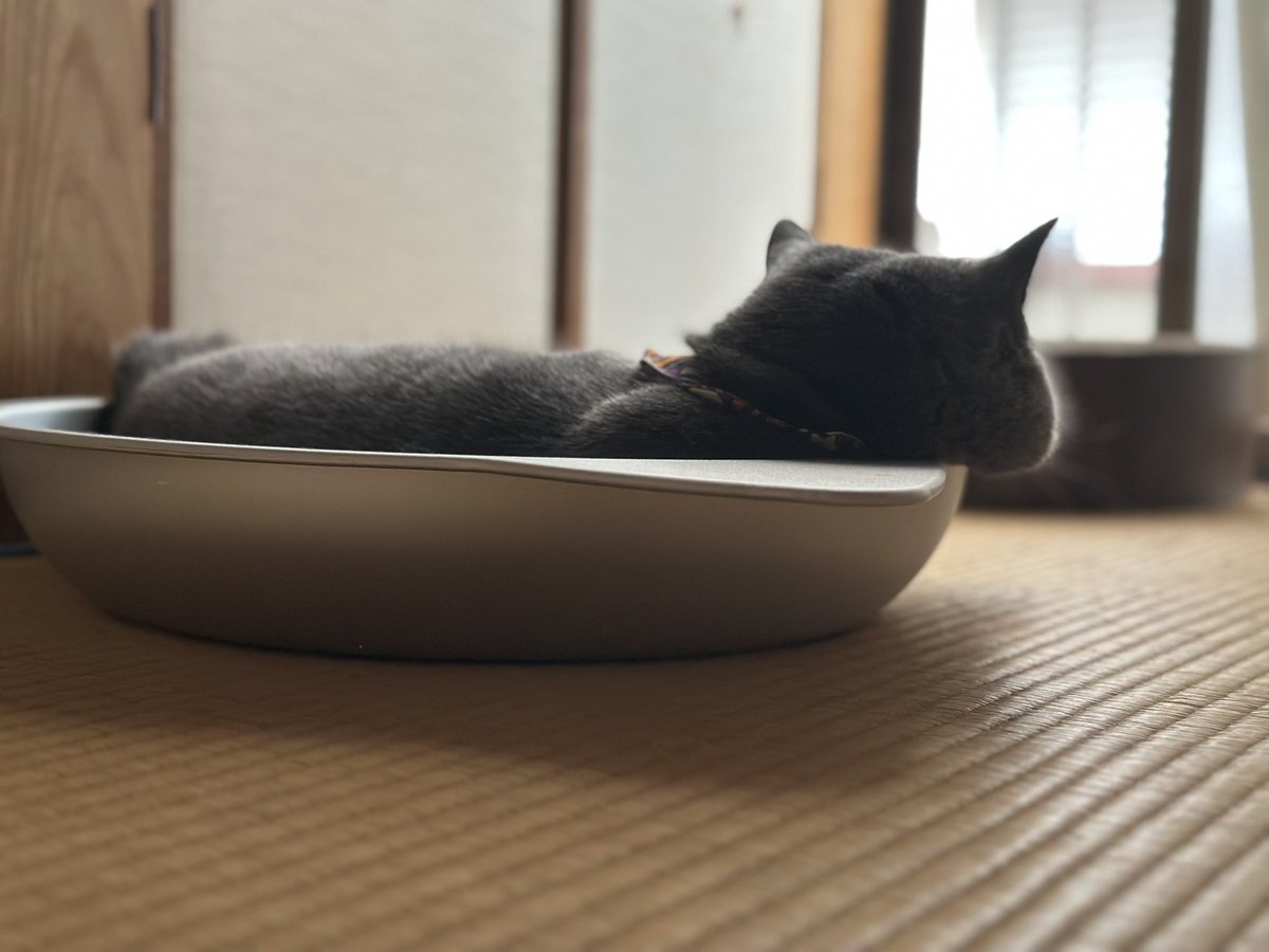 11kohaku05's tweet image. 君のこぼれおちるほっぺがすきだ

#ブリティッシュショートヘア #猫好きさんと繫がりたい𓏲𓎨 #猫のいるくらし #ねこ #猫 #琥珀の日常
