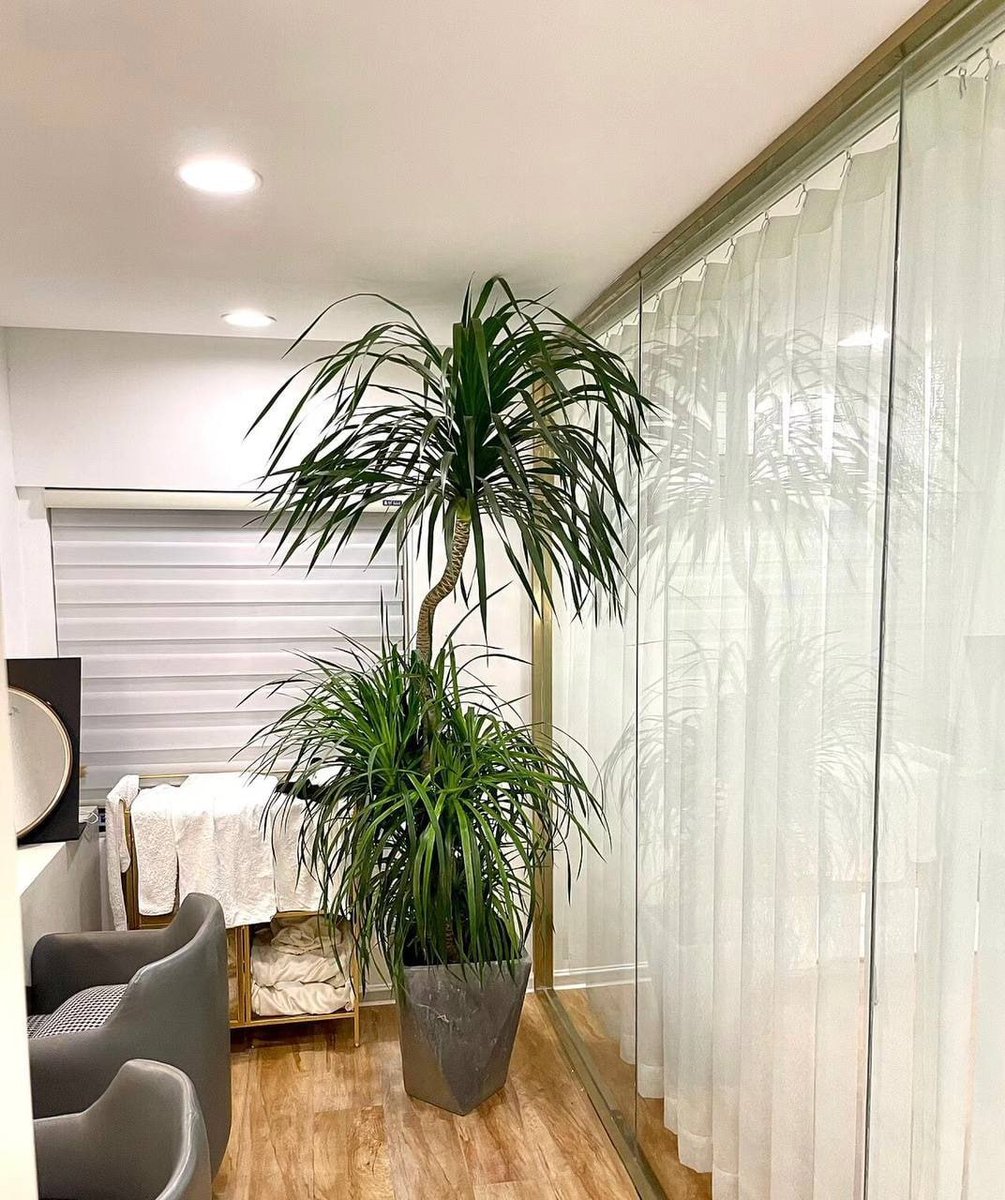 mikey10101011's tweet image. Simplicity, elegance, and a touch of nature
#ModernHome #HomeDecor #InteriorGoals #PlantDecor #ChicSpaces #HomeAesthetic