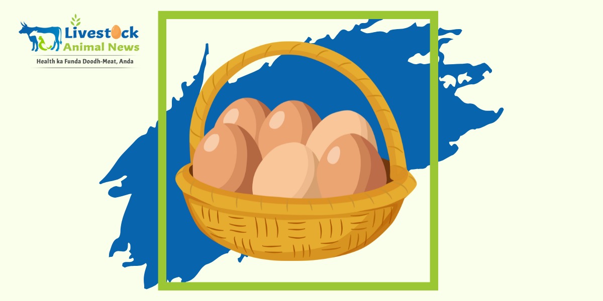 lsanimalnews07's tweet image. आपके शहर में आज 12 October-2025 का Egg Rate

livestockanimalnews.com/12-october-202…

#ShubhKaamna
#JayaprakashNarayan
#Haryana