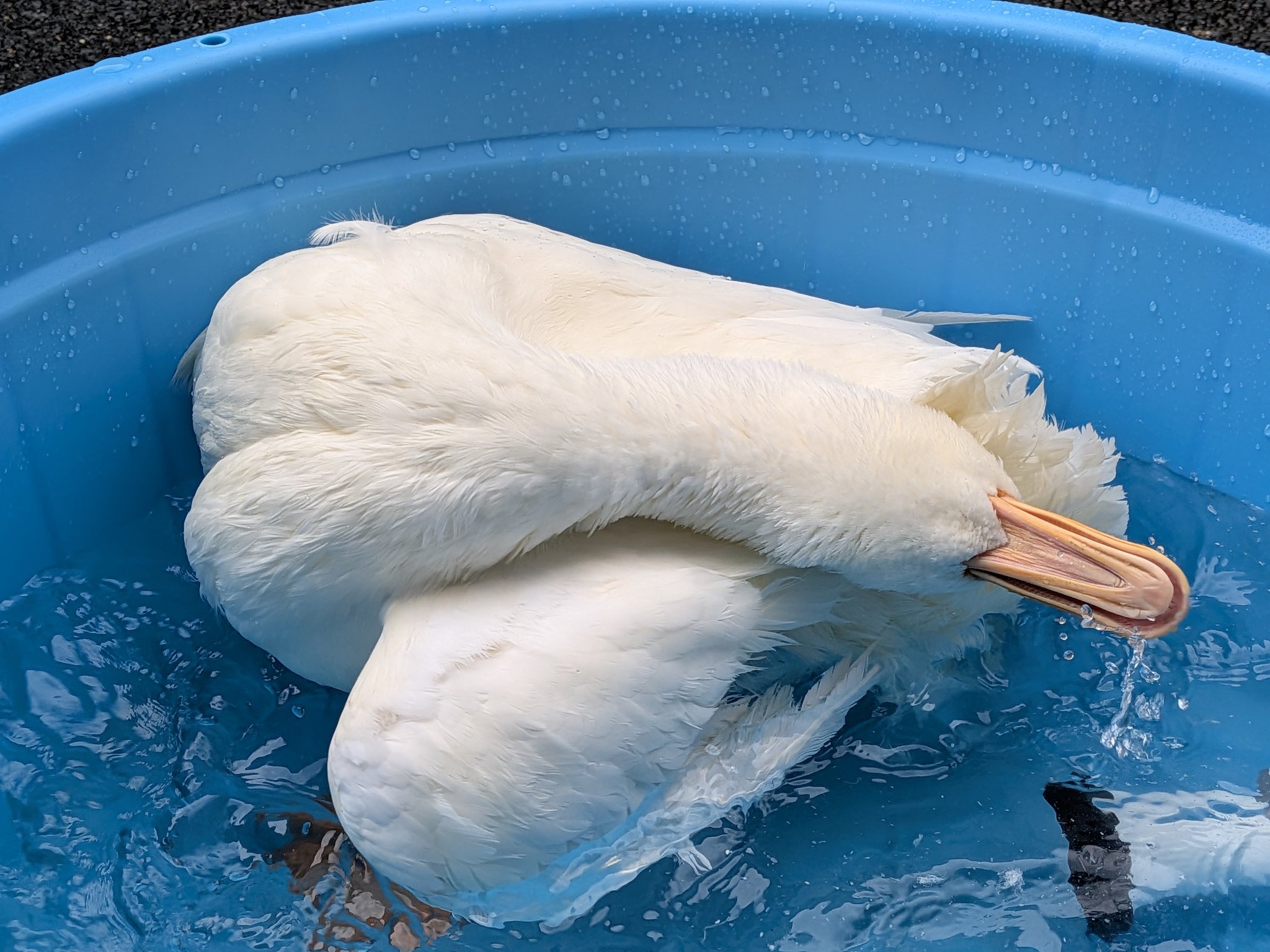 ♔︎ あひる ♔︎ ディックブルーナオンラインショップ ブルーナ×ブルーナ