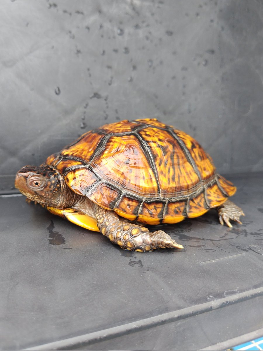34_wgnc's tweet image. 2023年のぶりくらで@fenwick555さんから迎えたダースモールです。
屋外飼育にしたら前足が浮腫んだので、病院で抗生剤の注射を打ってもらいました。　この個体は注射1本で完治しました。　(^⁠_⁠^)
#トウブハコガメ
#Easternboxturtle 
#Terrapenecarolinacarolina 
#burikura