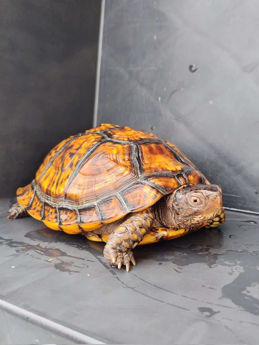 34_wgnc's tweet image. 2023年のぶりくらで@fenwick555さんから迎えたダースモールです。
屋外飼育にしたら前足が浮腫んだので、病院で抗生剤の注射を打ってもらいました。　この個体は注射1本で完治しました。　(^⁠_⁠^)
#トウブハコガメ
#Easternboxturtle 
#Terrapenecarolinacarolina 
#burikura