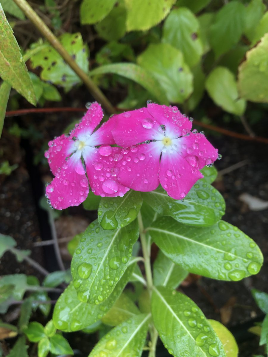travelandmusic1's tweet image. 昨日は冷たい雨☔️でしたが
今日は ぽかぽか☀️
台風の影響が心配ですが
お気をつけてお越しください🙏