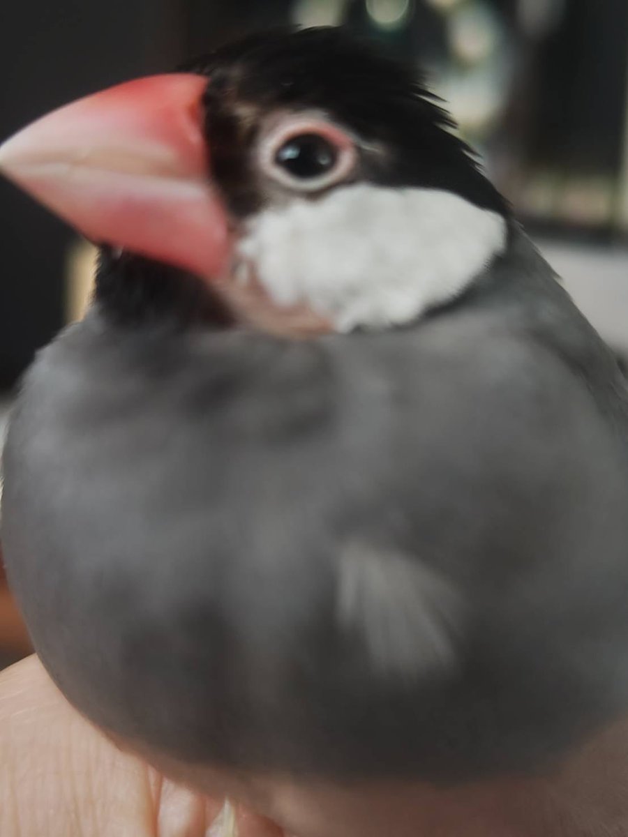 rep_MAI_rep's tweet photo. 【情報募集】 文鳥（4歳・メス）を飼っています。 最近、羽がたくさん抜けてしまい、5月位から目の周りや首のあたりが禿げてきています…。 元気や食欲はあり、便のも正常ですが、止まり木に顔をこすりつけてます。→続きます

#文鳥 #ペット相談 #鳥好きさんと繋がりたい #文鳥のいる暮らし https://t.co/Bo6OWUxYAK