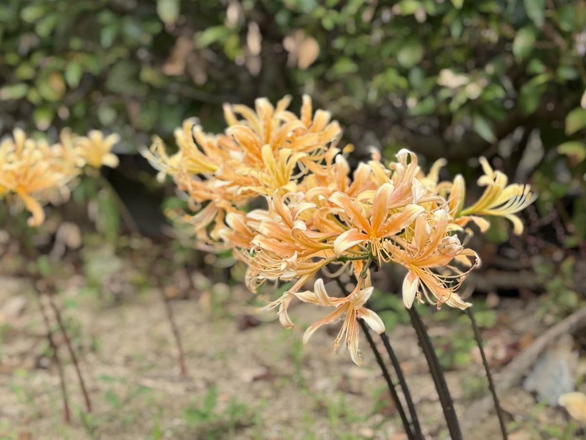 msmCh_108's tweet image. #彼岸花 #曼珠沙華 
#TLを花でいっぱいにしよう